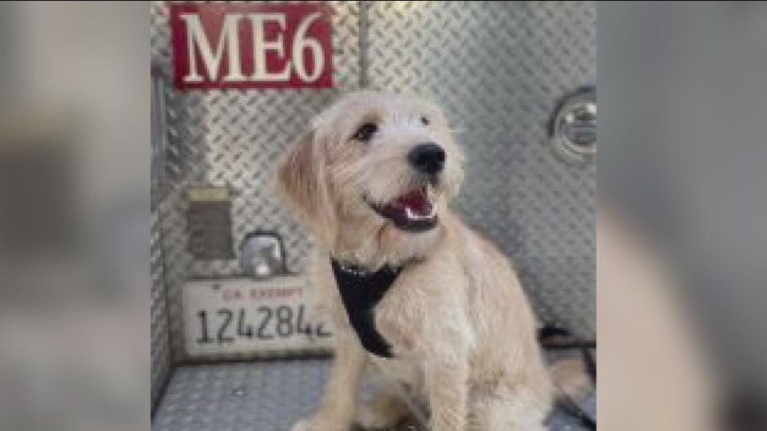 Therapy dog coming to the Ventura Fire Department